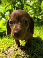 Starlight 💖, a female Miniature Dachshund for sale in Massillon, OH – 1 of 6