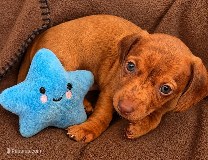 Starlight 💖 – Miniature Dachshund puppy for sale in Massillon, OH