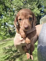 Starlight 💖, a female Miniature Dachshund for sale in Massillon, OH – 3 of 6