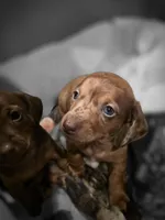 Starlight 💖, a female Miniature Dachshund for sale in Massillon, OH – 5 of 6