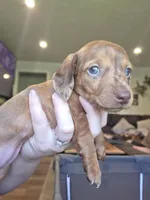 Starlight 💖, a female Miniature Dachshund for sale in Massillon, OH – 6 of 6