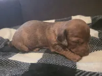 Starlight, a female Miniature Dachshund for sale in Massillon, OH – Photo 4 of 5