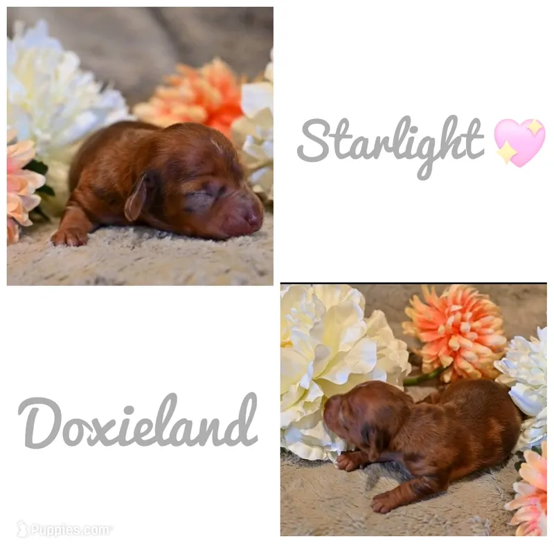 Starlight – Miniature Dachshund puppy for sale in Massillon, OH
