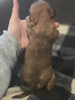 Starlight, a female Miniature Dachshund for sale in Massillon, OH – Photo 5 of 5