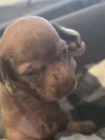 Starlight, a female Miniature Dachshund for sale in Massillon, OH – Photo 3 of 5