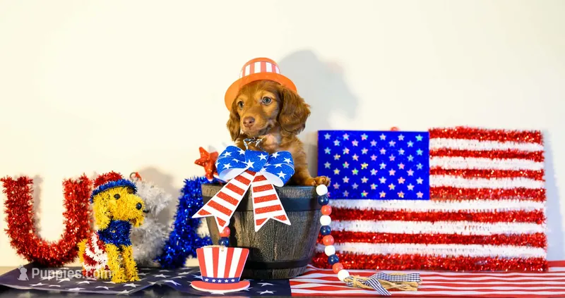 Rocky 💙 – Miniature Dachshund puppy for sale in Massillon, OH