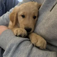 Violet, a female Golden Retriever for sale in Arcanum, OH – Photo 3 of 4