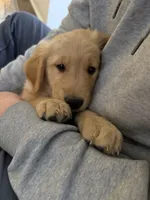 Violet, a female Golden Retriever for sale in Arcanum, OH – Photo 3 of 4