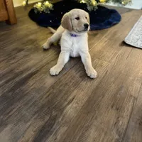Violet, a female Golden Retriever for sale in Arcanum, OH – Photo 4 of 4