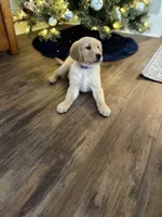 Violet, a female Golden Retriever for sale in Arcanum, OH – Photo 4 of 4