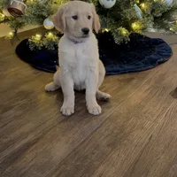 Violet, a female Golden Retriever for sale in Arcanum, OH – Photo 1 of 4