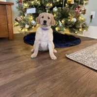 Violet, a female Golden Retriever for sale in Arcanum, OH – Photo 2 of 4