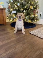 Violet, a female Golden Retriever for sale in Arcanum, OH – Photo 2 of 4