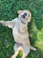 Ike, a male Golden Retriever for sale in Arcanum, OH – 5 of 5