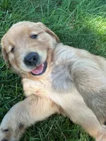 Ike, a male Golden Retriever for sale in Arcanum, OH – 3 of 5