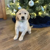 Zuzu, a female Golden Retriever for sale in Arcanum, OH – 1 of 1