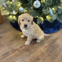 Mary, a female Golden Retriever for sale in Arcanum, OH – 1 of 1