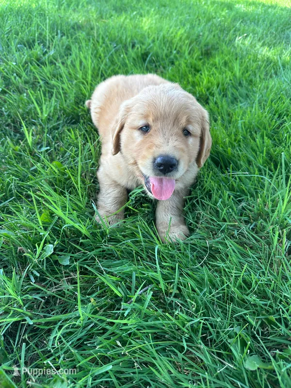 Ike – Golden Retriever puppy for sale in Arcanum, OH