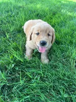 Ike, a male Golden Retriever for sale in Arcanum, OH – 1 of 5