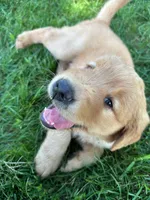 Ike, a male Golden Retriever for sale in Arcanum, OH – 2 of 5