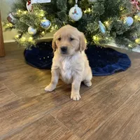 Annie, a female Golden Retriever for sale in Arcanum, OH – 1 of 1