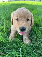 Ike, a male Golden Retriever for sale in Arcanum, OH – 4 of 5