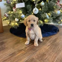 Bailey, a female Golden Retriever for sale in Arcanum, OH – 1 of 1