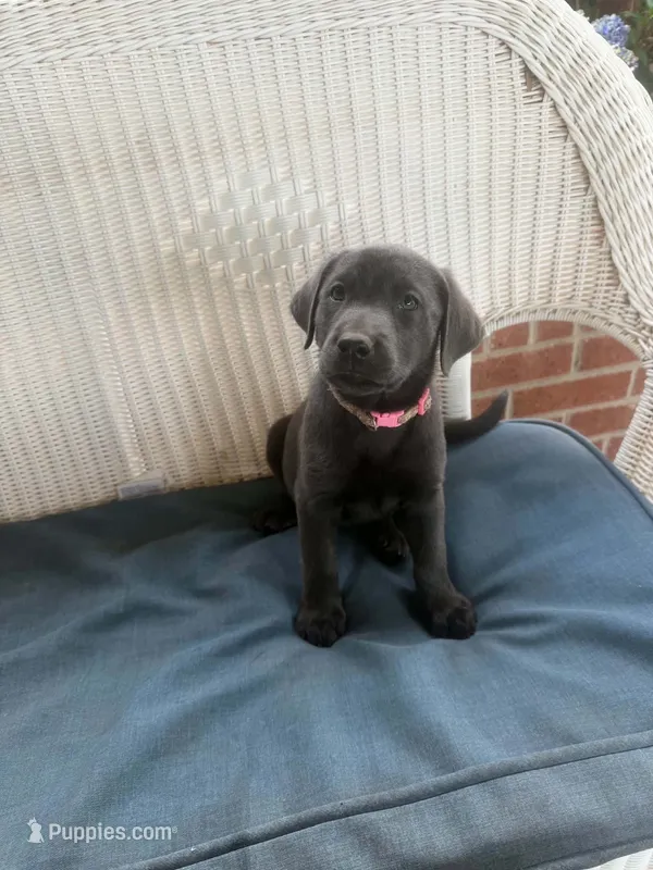 Light Pink Collar – Labrador Retriever puppy for sale in Fuquay-Varina, NC