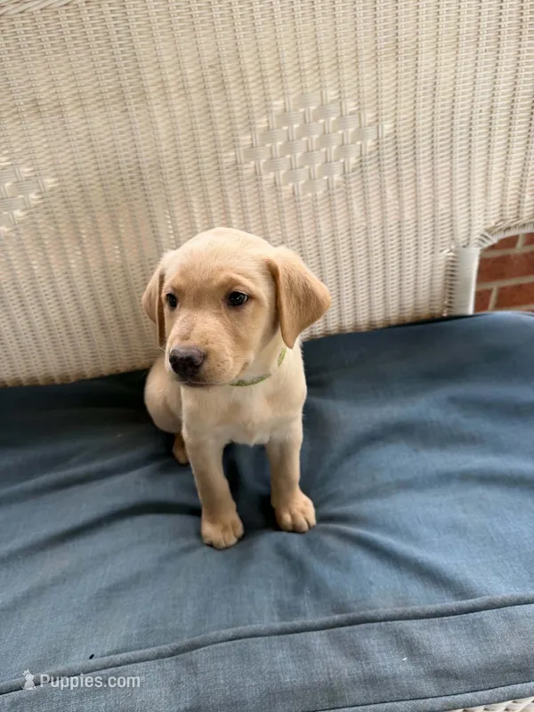 Light Green – Labrador Retriever puppy for sale in Fuquay-Varina, NC