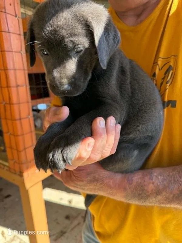 Light Pink Collar – Labrador Retriever puppy for sale in Fuquay-Varina, NC