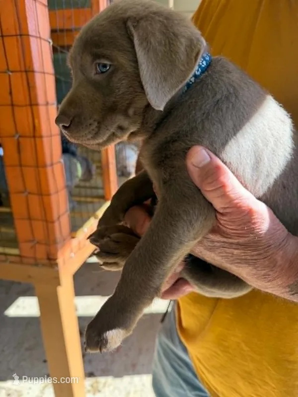 Blue Collar – Labrador Retriever puppy for sale in Fuquay-Varina, NC