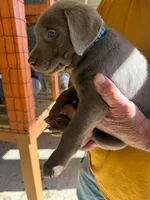 Blue Collar, a male Labrador Retriever for sale in Fuquay-Varina, NC – 1 of 1