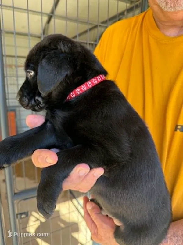Dark Pink – Labrador Retriever puppy for sale in Fuquay-Varina, NC