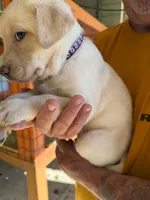 Purple Collar, a female Labrador Retriever for sale in Fuquay-Varina, NC – 1 of 1