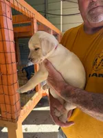 Pink Collar, a female Labrador Retriever for sale in Fuquay-Varina, NC – 1 of 1