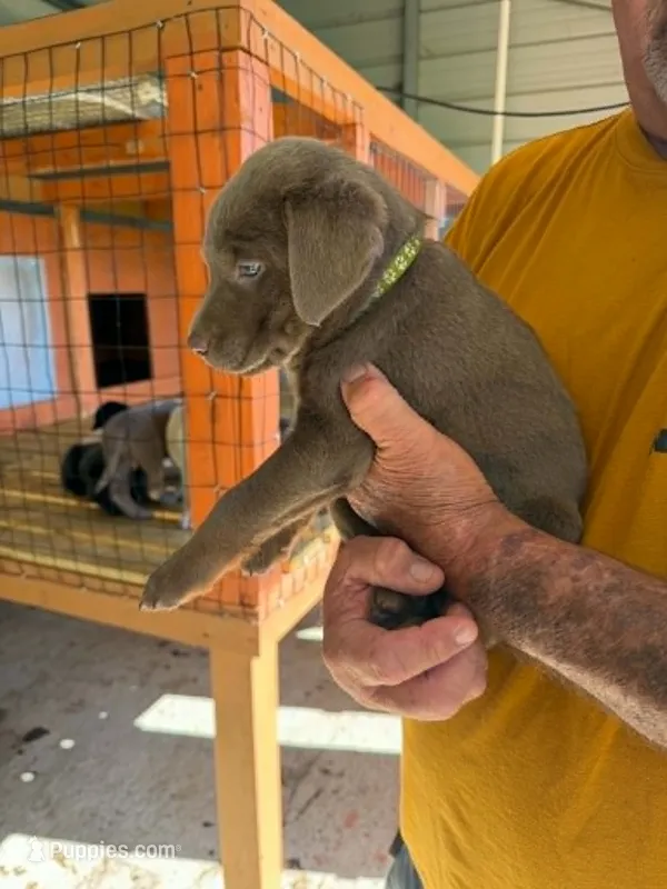 Green Collar – Labrador Retriever puppy for sale in Fuquay-Varina, NC