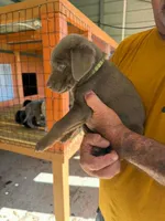 Green Collar, a female Labrador Retriever for sale in Fuquay-Varina, NC – 1 of 1