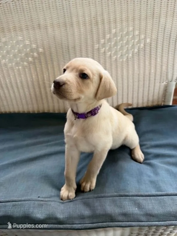 Purple Collar – Labrador Retriever puppy for sale in Fuquay-Varina, NC