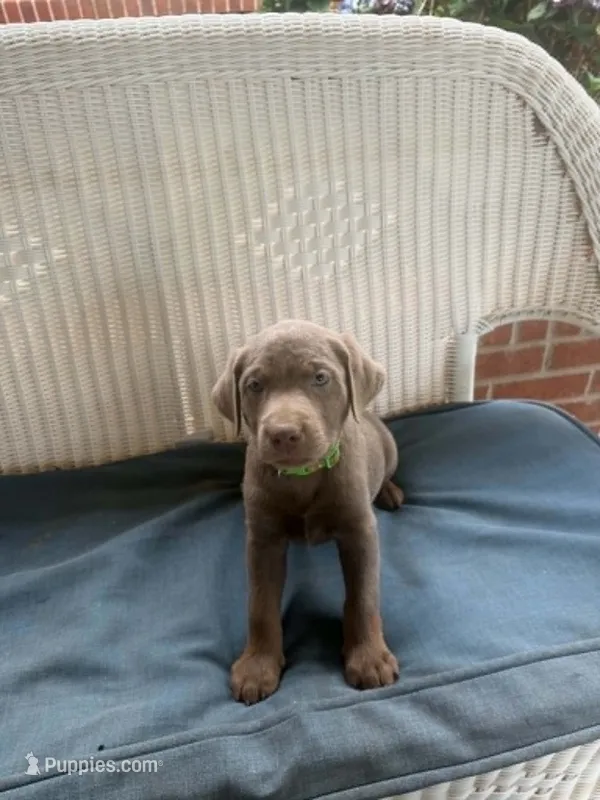 Green Collar – Labrador Retriever puppy for sale in Fuquay-Varina, NC