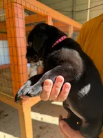 Red Collar, a male Labrador Retriever for sale in Fuquay-Varina, NC – 1 of 1