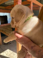 Light Green, a female Labrador Retriever for sale in Fuquay-Varina, NC – 1 of 1