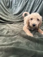 Black, a male Goldendoodle for sale in Riverside, CA – Photo 4 of 4