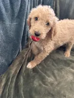 Black, a male Goldendoodle for sale in Riverside, CA – Photo 3 of 4