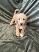 Black, a male Goldendoodle for sale in Riverside, CA – Photo 2 of 4