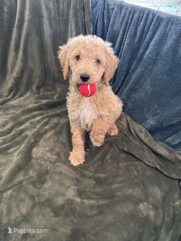 Black – Goldendoodle puppy for sale in Riverside, CA