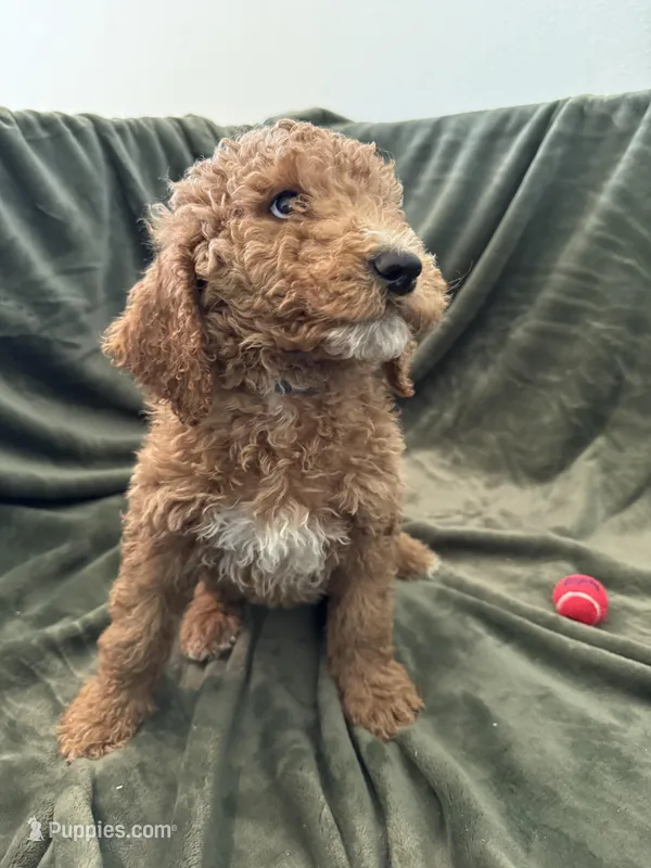 Dark Blue – Goldendoodle puppy for sale in Riverside, CA