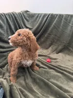 Dark Blue, a male Goldendoodle for sale in Riverside, CA – Photo 2 of 4