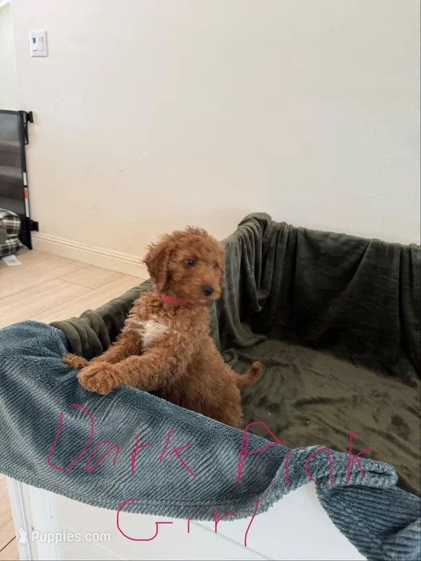 Dark Pink – Goldendoodle puppy for sale in Riverside, CA
