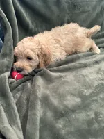 Green, a male Goldendoodle for sale in Riverside, CA – Photo 3 of 4