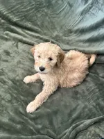 Green, a male Goldendoodle for sale in Riverside, CA – Photo 4 of 4